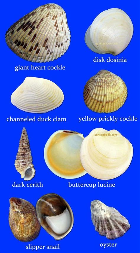 sancapstar shell guide page 4 | Shell Identification Seashell Art ...