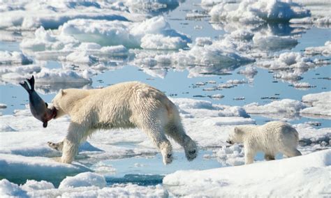 Polar Bear Catching Seal