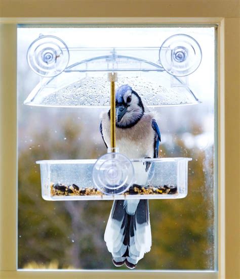 8 Best Window Bird Feeders | Family Handyman