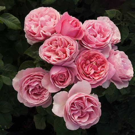 All Dressed Up Grandiflora Rose - Mild Fragrance | Plants with pink ...