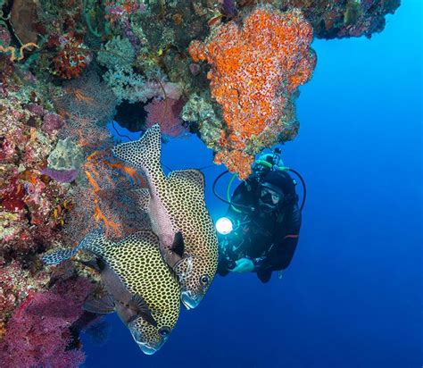 Philippines, corals, oriental sweetlips and diver at Tubbataha reef