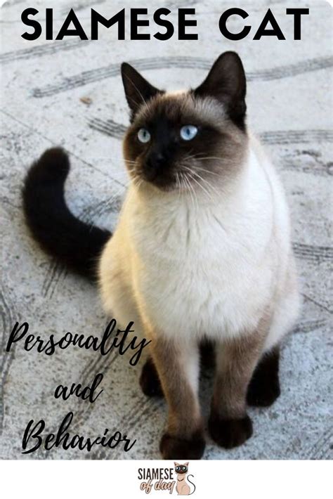 Siamese Cat: Personality and Behavior | Siameseofday | Siamese cats ...