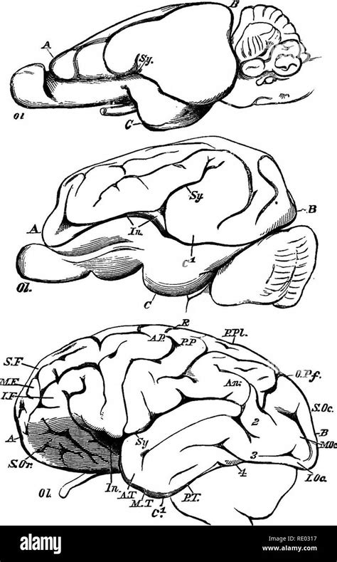 Different parts of the brain Black and White Stock Photos & Images - Alamy