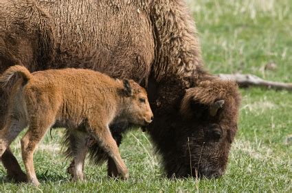 American Bison Facts | Buffalo