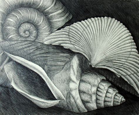 Shells Drawing by Nancy Mueller - Fine Art America