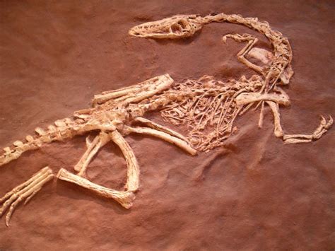 Dinosaur Bones Free Photo Download | FreeImages