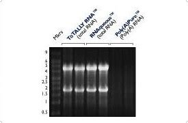 RNA Stabilization and Storage - RNAlater | Thermo Fisher Scientific - JP