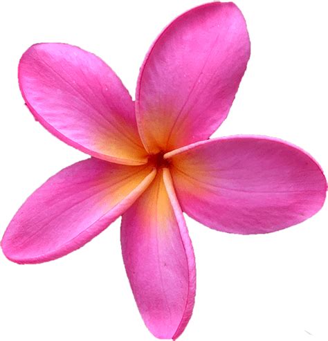 Transparent Plumeria Flower Png - Pink Plumeria Flower Png Clipart - Full Size Clipart (#5701203 ...