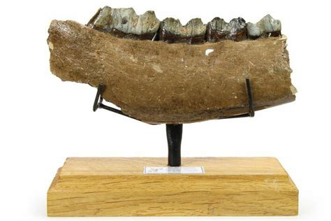 5.9" Fossil Irish Elk (Megaloceros) Jaw Section - North Sea Deposits (#264734) For Sale ...