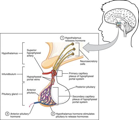 The Pituitary Gland and Hypothalamus | Anatomy and Physiology II