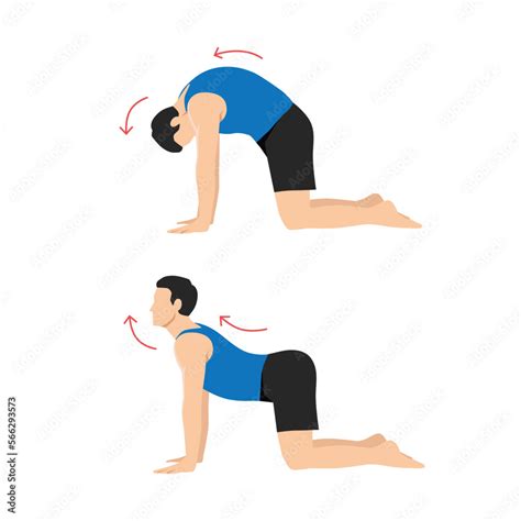 Man doing Yoga. cat cow pose stretch exercise. Flat vector illustration isolated on white ...