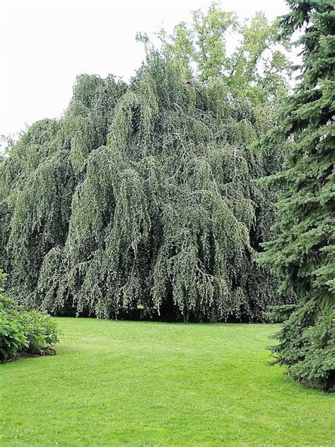 50 SILVER WEEPING BIRCH Tree White European Betula Pendula - Etsy