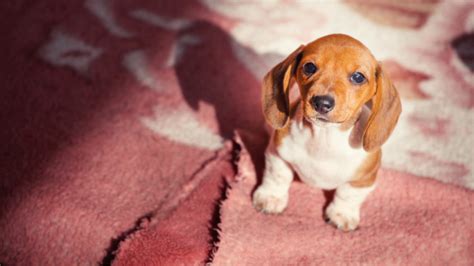 Coccidia in Puppies: Symptoms, Diagnosis, Treatment | Pawlicy Advisor