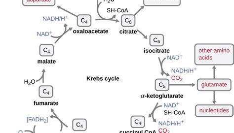 What Is Krebs Cycle