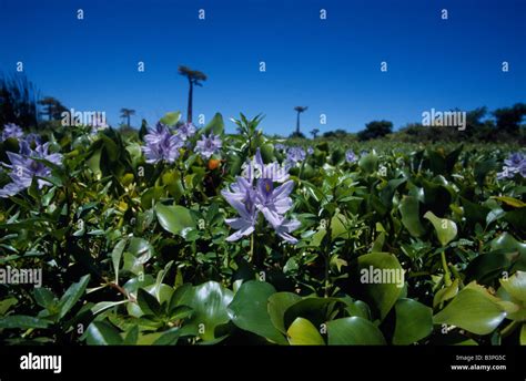 Madagascar, Morondava. Water lilies in pond beneath baobabs Stock Photo - Alamy