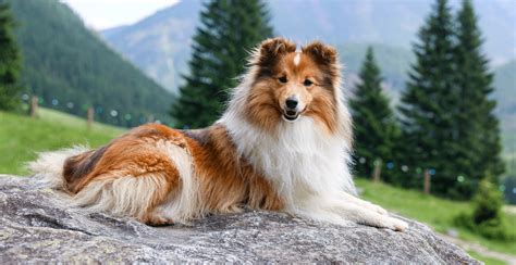 Shetland Sheepdog Guide (Lifespan, Size & Characteristics)