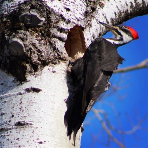 Pileated Woodpeckers Nesting - FeederWatch