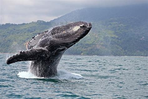 2-Hour Whale Watching Experience from Lahaina Harbor Maui 2023