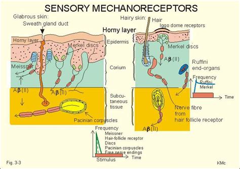 The mechanoreceptors.. | physical therapy notes | Pinterest