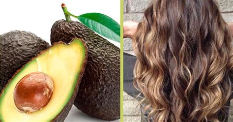 El aguacate será tu mejor aliado | Aguacate para el cabello, Semilla de ...