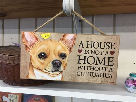 Pin by Lucy's Antiques on Chihuahuas | Chihuahua quotes, Teacup chihuahua, Cute chihuahua