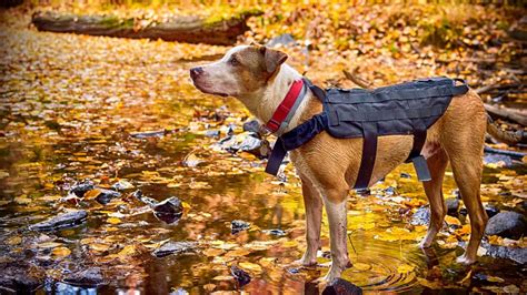 11 Fall Activities to Enjoy With Your Dog - Proud Dog Mom