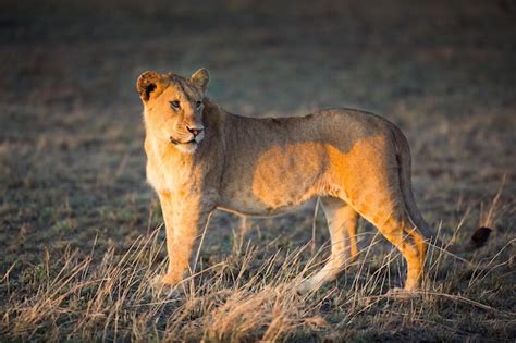 Premium Photo | Majestic 4k image of a wild lion in its natural forest ...