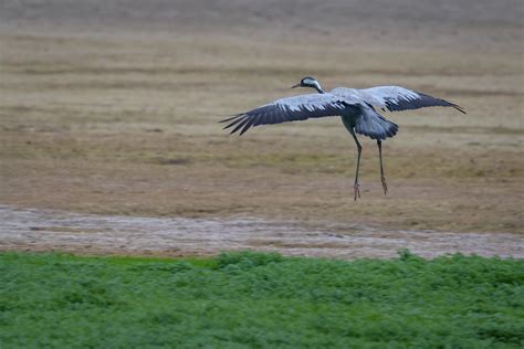 Grue Cendrée - Les photos de Boilou