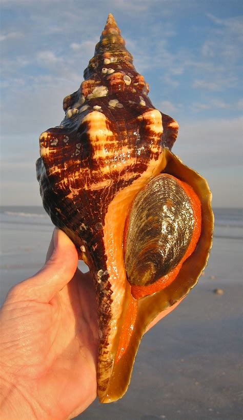 Low Tide Treasures | I Love Shelling