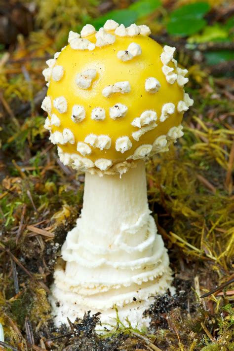 American Yellow fly Agaric (Amanita muscaria var. guessowii) - Oregon ...