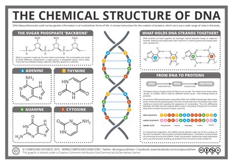 Compound Interest - The Chemical Structure of DNA