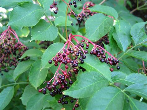 Gewone vlier Sambucus nigra black elderberry Bomen herkennen op www.bomengids.nl, recognizing ...