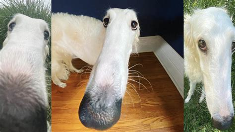 Borzoi / Long Nose Dog | Know Your Meme