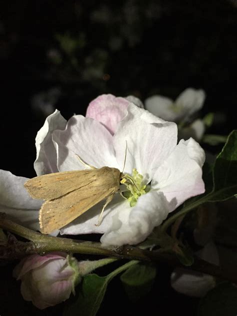 Into the Night: Shedding Light on Nocturnal Pollinators