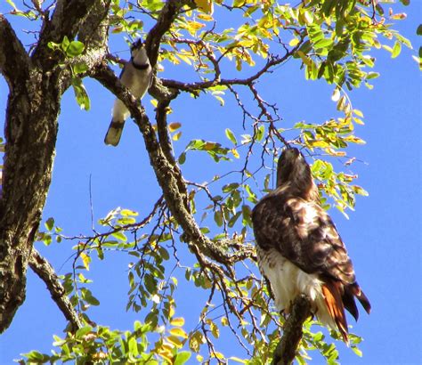 Long Island Birding: Birds of Prey