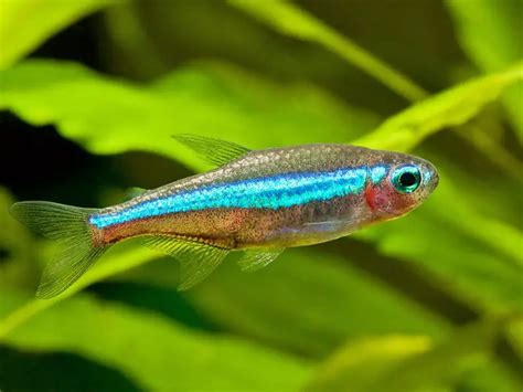 Green neon tetra - Alchetron, The Free Social Encyclopedia