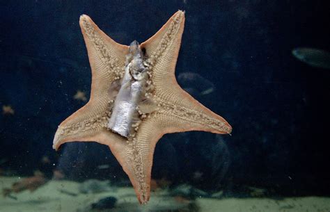 What Do Starfish Eat? A Closer Look At Starfish Eating Patterns