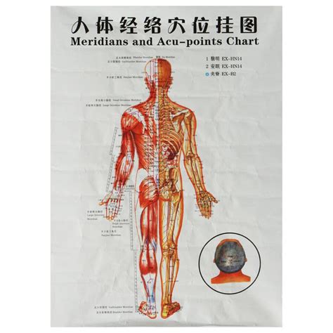 Chinesische Medizin Körper Akupunkturpunkte Meridiane und acupoints Seekarte Karte Chart | eBay