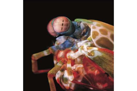 Extreme mobility of mantis shrimp eyes