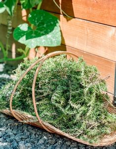 Benefits of Rosemary & How to Grow, Harvest, and Dry - A Farm to Keep