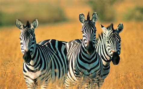 Download Animal Zebra HD Wallpaper