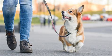 New mandatory dog walking rule baffles Germany | Daily Sabah