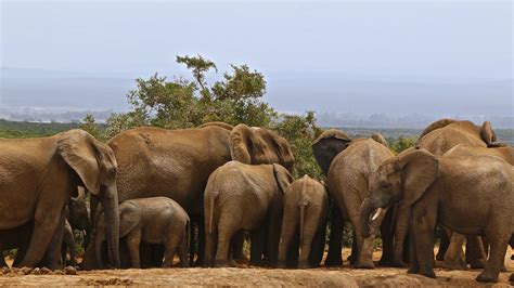 Safari na África Do Sul – Addo Elephant National Park | Em Algum Lugar do Mundo