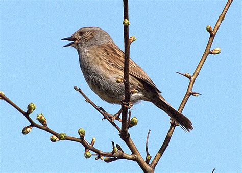 The Dunnock | Professor Hedgehog's Journal