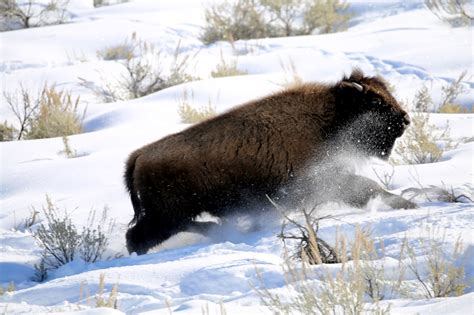 Why you should visit Yellowstone in the winter - Lonely Planet