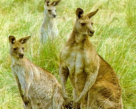 Australian kangaroo ~ Animal Pics On The World