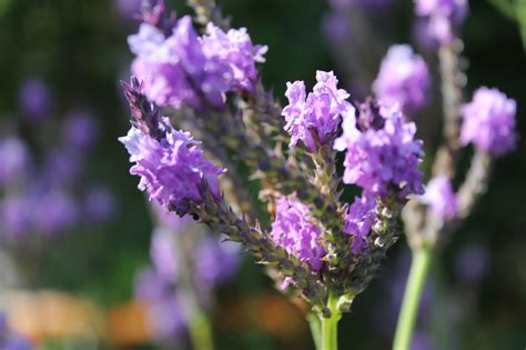 Free Images : garden, plants, flower, flowering plant, purple, english ...