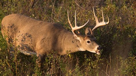 Chronic wasting disease: What to know about 'zombie deer disease'