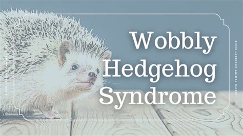 Wobbly Hedgehog Syndrome: Symptoms & Treatments — River Landings Animal Clinic in Bradenton, Florida