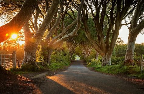 Dark Hedges - Ireland Highlights